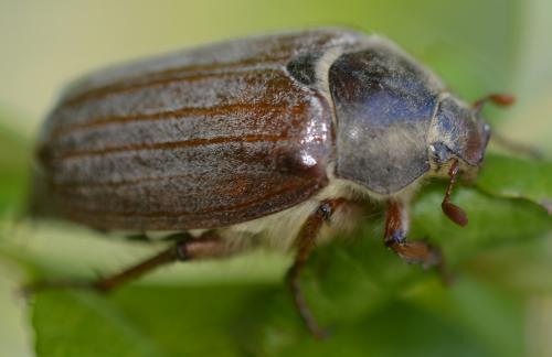 Melolontha melolontha